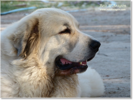 Mother of the puppies Pyrenean Mastiff