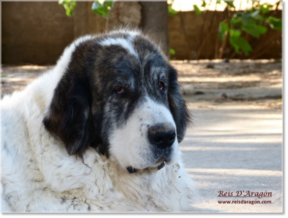 Pyrenean Mastiff female Coral de Agua Grande