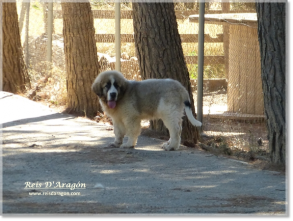 Pyrenean Mastiff puppy Wonder Boy de Font Roja