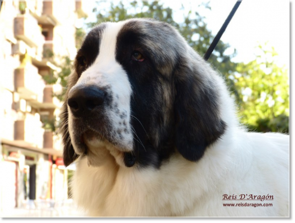 Pyrenean Mastiff Champion Liri de Reis D'Aragón