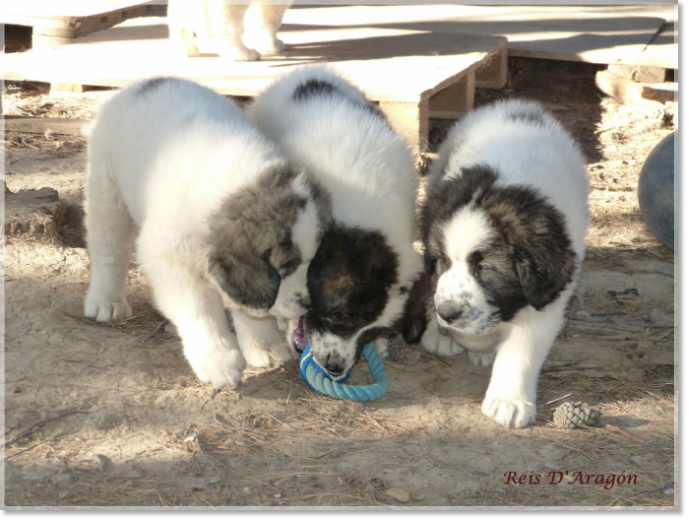 Pyrenean Mastiff puppies playing