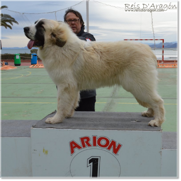 Pyrenean Mastiff Specialty Dog Show. Wonder Boy de Font Roja