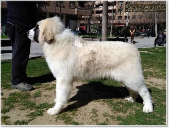 Pyrenean Mastiff Wonder Boy de Font Roja