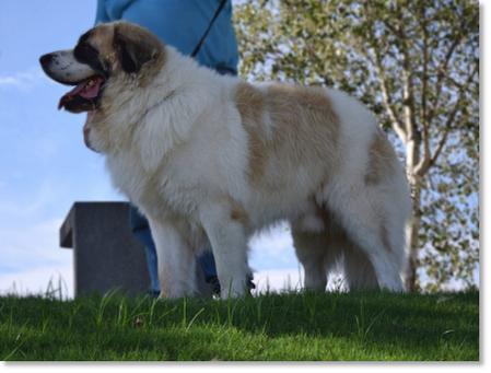 Olson de Reis D'Aragón, adult male Pyrenean Mastiff in a natural stance displaying a strong and balanced structure.