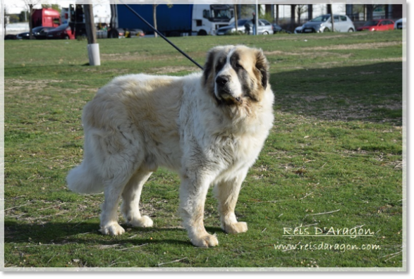 Pyrenean Mastiff Olson de Reis D'Aragón. 4 years Pyrenean Mastiff Olson de Reis D'Aragón