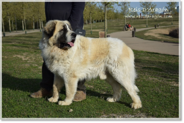 Pyrenean Mastiff Olson de Reis D'Aragón. 4 years Pyrenean Mastiff Olson de Reis D'Aragón