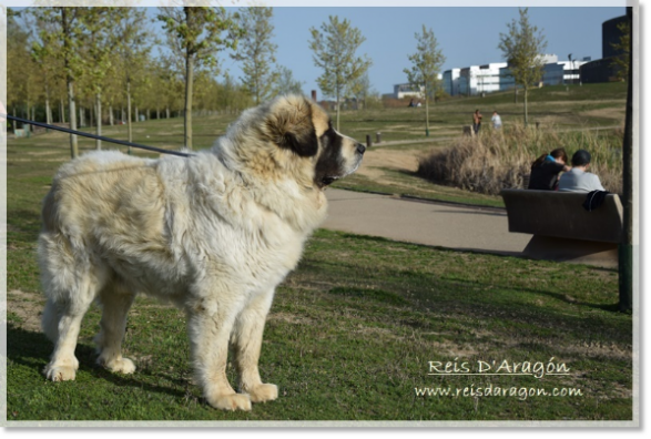 Pyrenean Mastiff Olson de Reis D'Aragón. 4 years Pyrenean Mastiff Olson de Reis D'Aragón