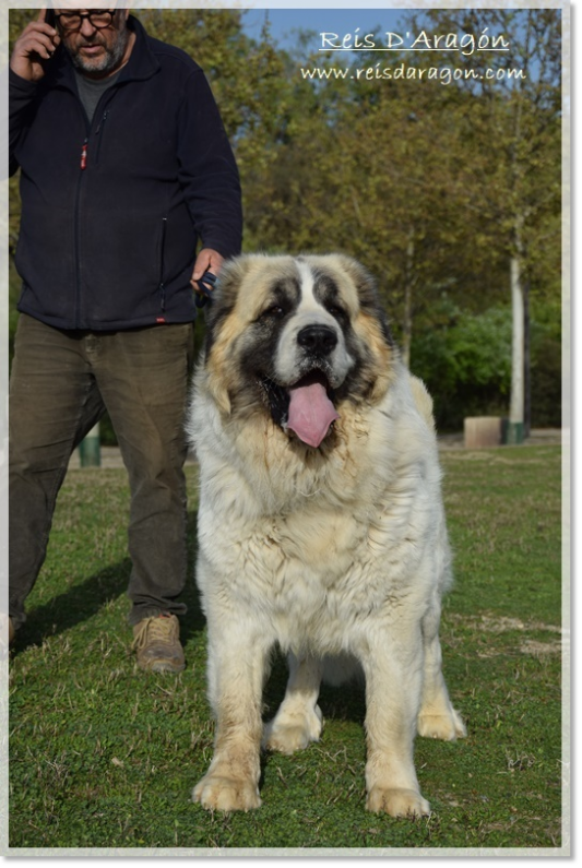 Pyrenean Mastiff Olson de Reis D'Aragón. 4 years Pyrenean Mastiff Olson de Reis D'Aragón