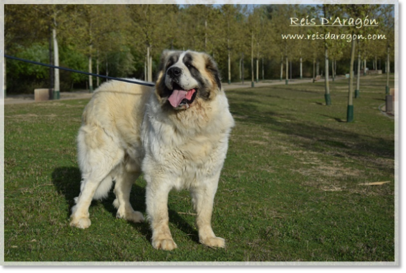 Pyrenean Mastiff Olson de Reis D'Aragón. 4 years Pyrenean Mastiff Olson de Reis D'Aragón