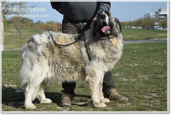 Pyrenean Mastiff female Whetu de Reis D'Aragón