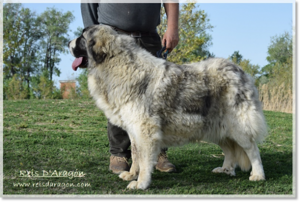 Pyrenean mastiff Whetu de Reis D'Aragón