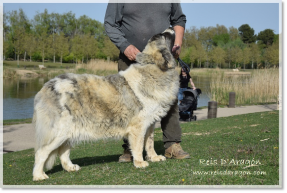 Pyrenean mastiff Whetu de Reis D'Aragón