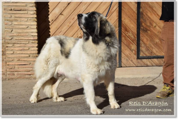 Pyrenean mastiff Alloza de Reis D'Aragón