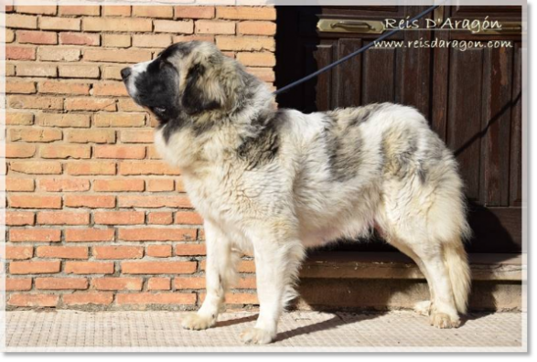 Pyrenean mastiff Alloza de Reis D'Aragón