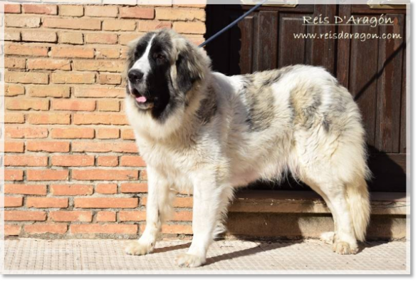 Pyrenean mastiff Alloza de Reis D'Aragón