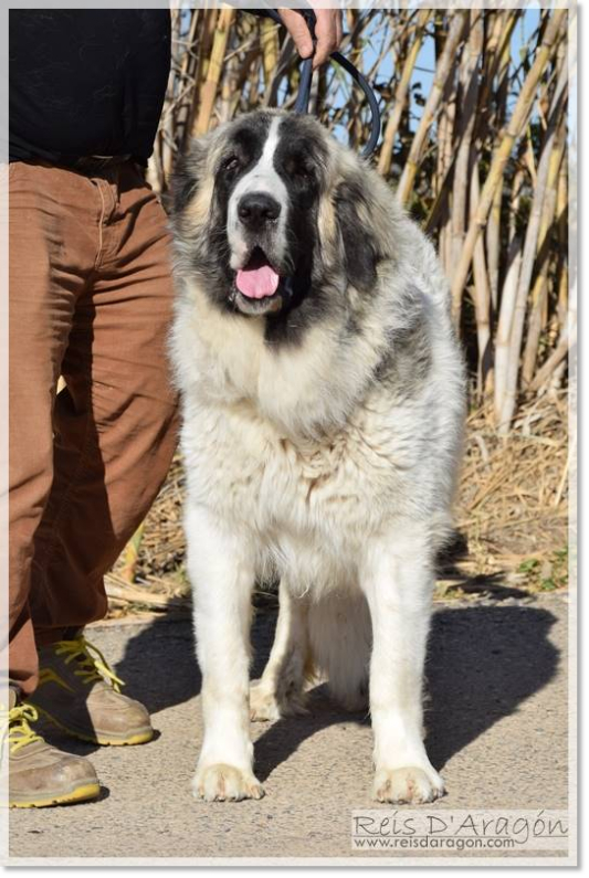 Pyrenean mastiff Alloza de Reis D'Aragón