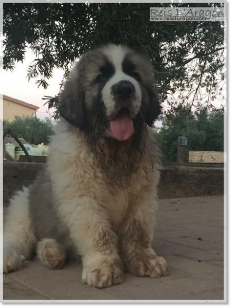 Pyrenean Mastiff puppy Wonder Boy de Font Roja