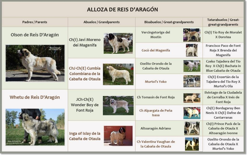 Pedigree of Pyrenean Mastiff Alloza de Reis D'Aragón
