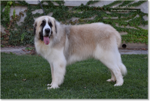 Pyrenean Mastiff Wonder Boy de Font Roja. 2 years