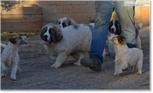 Jack Russell Terrier and puppies Pyrenean Mastiff