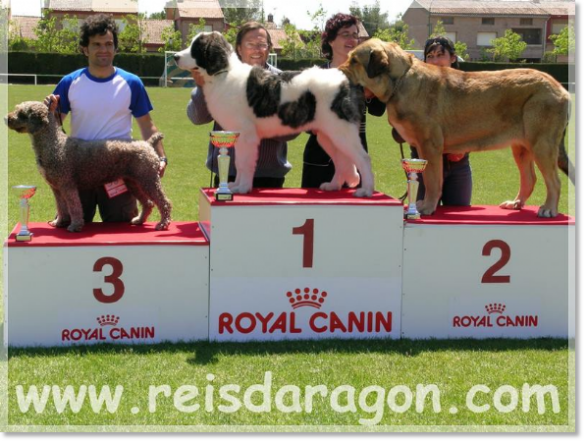 Pyrenean Mastiff Giuditta. BIS Best Puppy in the Contest