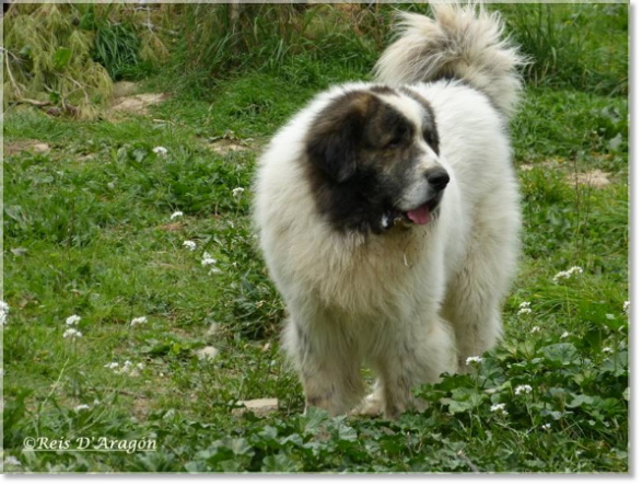 Pyrenean Mastiff: Litter A father