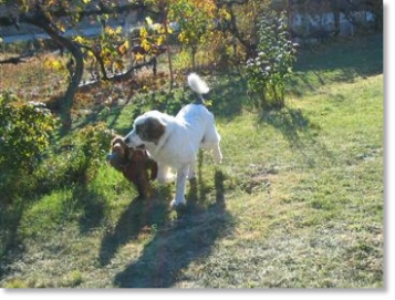 Pyrenean Mastiff puppy playing