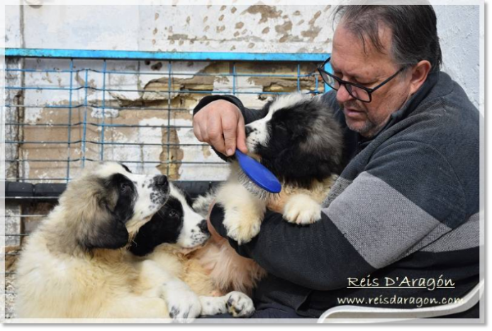 Santiago brushing a Pyrenean Mastiff puppy while two others approach, eager for his attention.