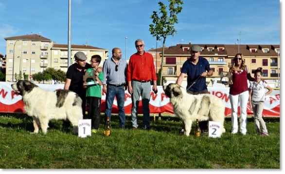I Specialty Pyrenean Mastiff Contest in Ciudad Rodrigo