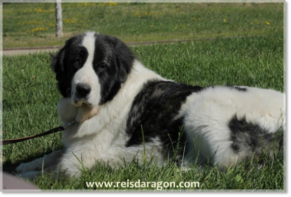 Pyrenean Mastiff female Giuditta del Montale