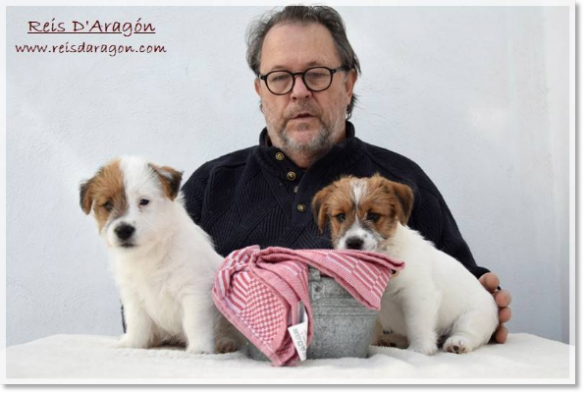 Puppies Jack Russell Terrier from Reis D'Aragón. Litter "C"
