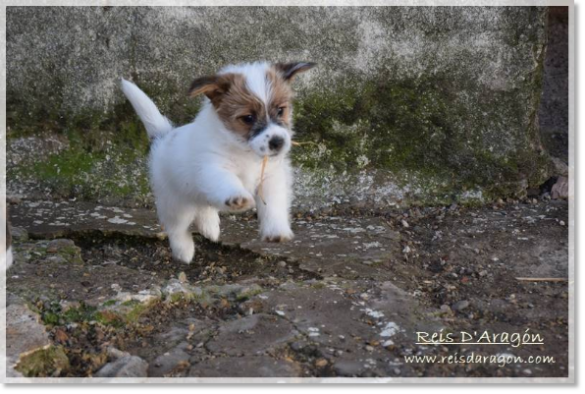 Puppy Jack Russell Terrier from Reis D'Aragón. Litter "D" Puppy Jack Russell Terrier from Reis D'Aragón. Litter "D"