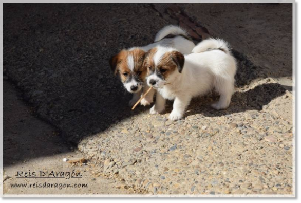 Puppies Jack Russell Terrier from Reis D'Aragón. Litter "D" Puppies Jack Russell Terrier from Reis D'Aragón. Litter "D"