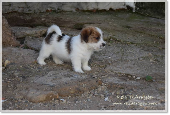 Puppy Jack Russell Terrier from Reis D'Aragón. Litter "D" Puppy Jack Russell Terrier from Reis D'Aragón. Litter "D"