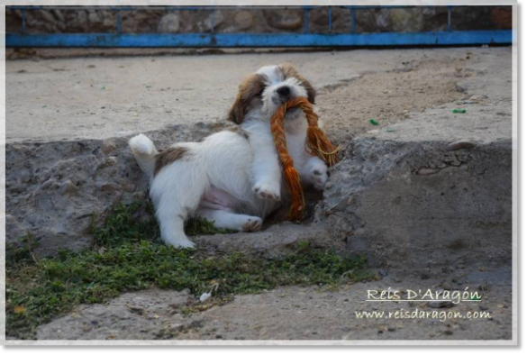 Puppy Jack Russell Terrier from Reis D'Aragón. Litter "D" Puppy Jack Russell Terrier from Reis D'Aragón. Litter "D"