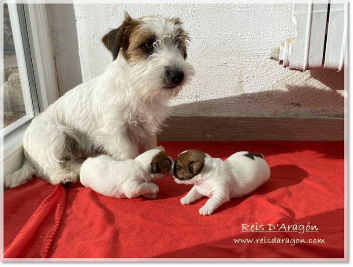Jack Russell Terrier mother with her puppies in the sun Jack Russell Terrier mother and her two puppies under one month old resting in the sun on a blanket on our covered terrace