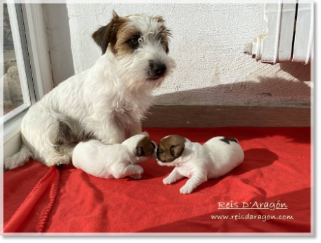 Jack Russell Terrier puppies with their mother