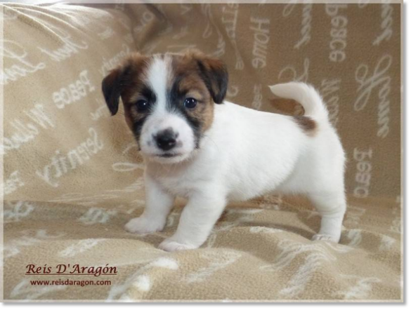 Puppy Jack Russell Terrier from Reis D'Aragón. Litter "B" Puppy Jack Russell Terrier from Reis D'Aragón. Litter "B"