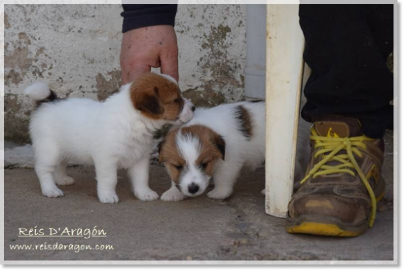 Puppies Jack Russell Terrier from Reis D'Aragón. Litter "E" Puppies Jack Russell Terrier from Reis D'Aragón. Litter "E"