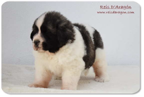 Pyrenean Mastiff puppy litter "E2" from Reis D'Aragón