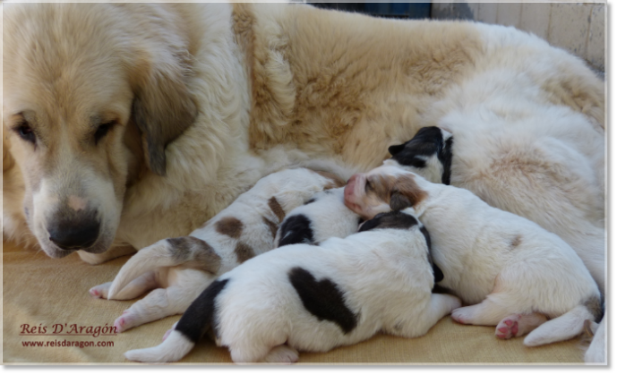 Pyrenean Mastiff mother with her puppies at Reis D’Aragón Pyrenean Mastiff with four young puppies raised in a family environment at Reis D’Aragón kennel