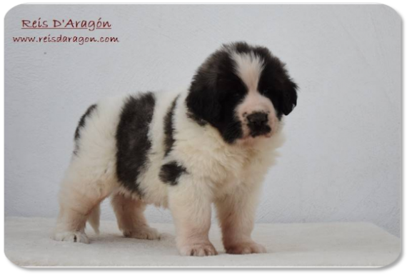 Pyrenean Mastiff puppy litter "E2" from Reis D'Aragón