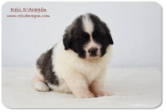 Pyrenean Mastiff puppy litter "E2" from Reis D'Aragón Pyrenean Mastiff puppy litter "E2" from Reis D'Aragón