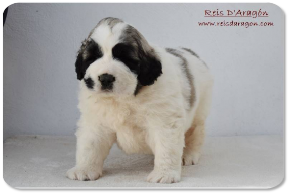 Pyrenean Mastiff puppy litter "F2" from Reis D'Aragón