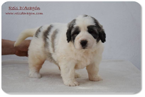 Pyrenean Mastiff puppy litter "F2" from Reis D'Aragón