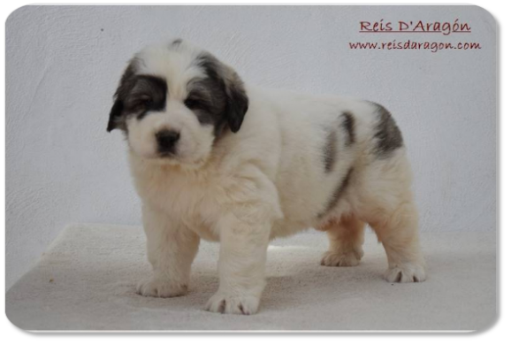 Pyrenean Mastiff puppy litter "F2" from Reis D'Aragón