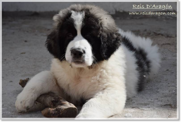 Pyrenean Mastiff puppy litter "F2" Pyrenean Mastiff puppy litter "F2"