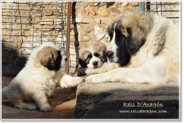 Pyrenean Mastiff puppies litter "G2" with their mother Pyrenean Mastiff puppies litter "G2" with their mother