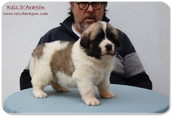 Pyrenean Mastiff puppy litter "H2" from Reis D'Aragón Pyrenean Mastiff puppy litter "H2" from Reis D'Aragón