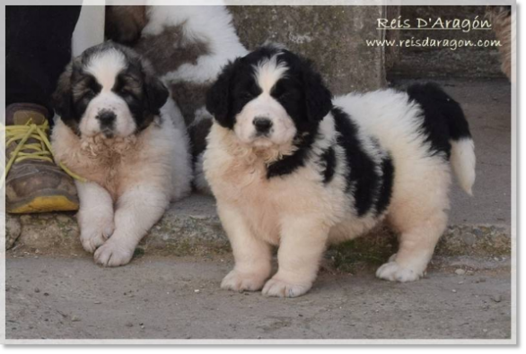Pyrenean Mastiff puppies litter "I2" Pyrenean Mastiff puppies litter "I2"